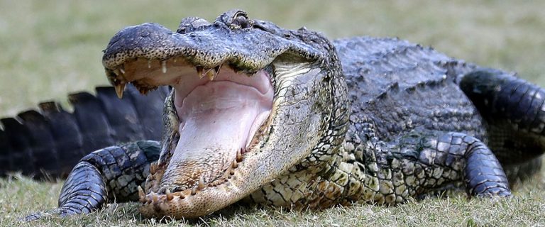 How to Survive An Alligator Encounter – Preps Life