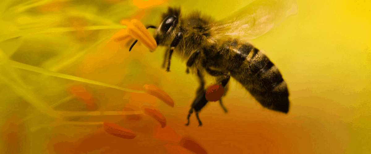 bees dying why insecticide prepper